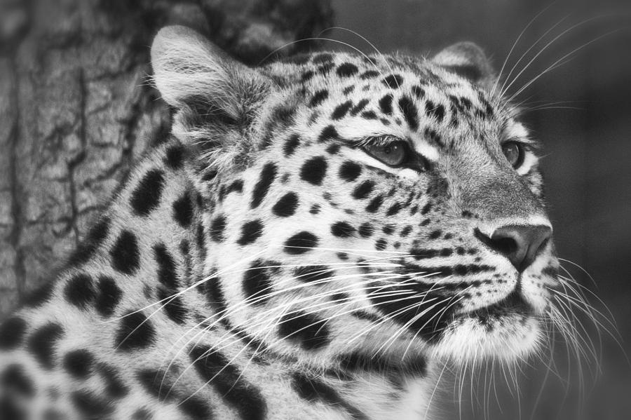 Black And White - Amur Leopard Portrait Photograph by Chris Boulton