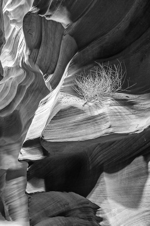 Antelope Canyon Photograph - Black and White Antelope Canyon Tumbleweed  by Good Focused