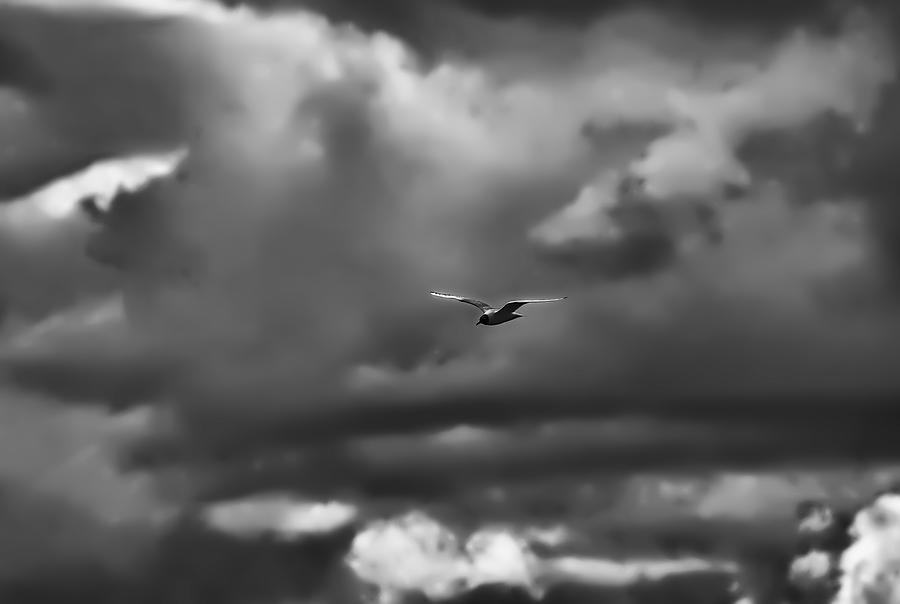 Black And White Photograph - Black And White Artistic Painterly Black Headed Gull Soaring Summer 2014 by Leif Sohlman