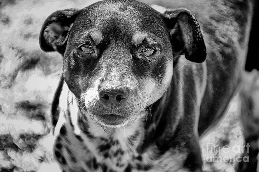 Dog Photograph - Black and White Attire by Douglas Barnard