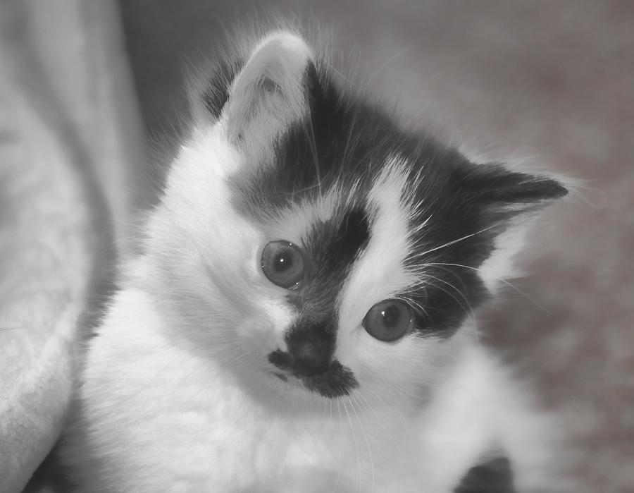 Cat Photograph - Black and White by Audreen Gieger