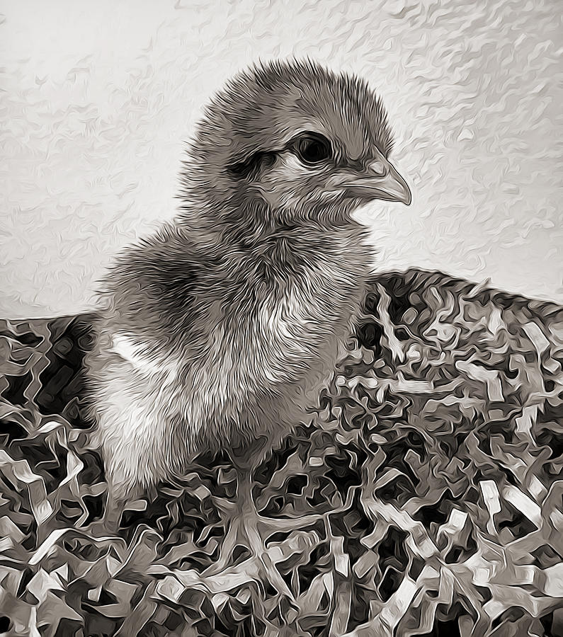 Black and White baby chicken Mixed Media by Pamela Walton