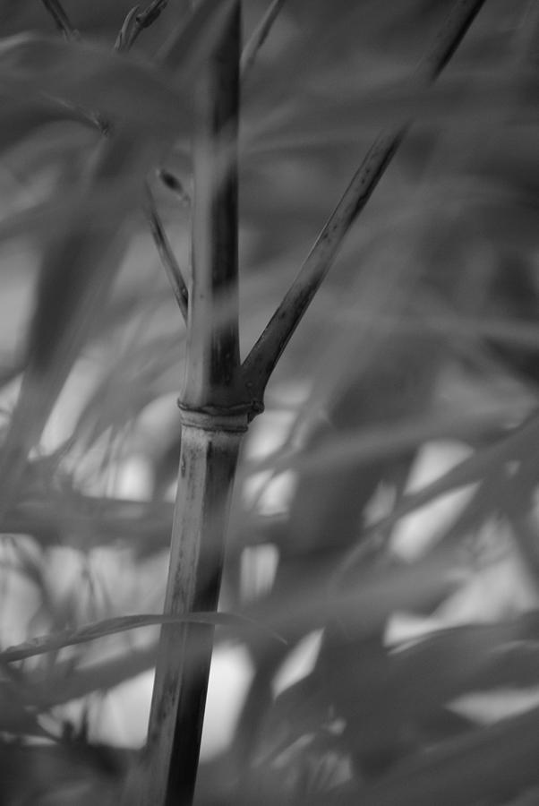 Black and White Bamboo Bokeh Photograph by Nathan Abbott