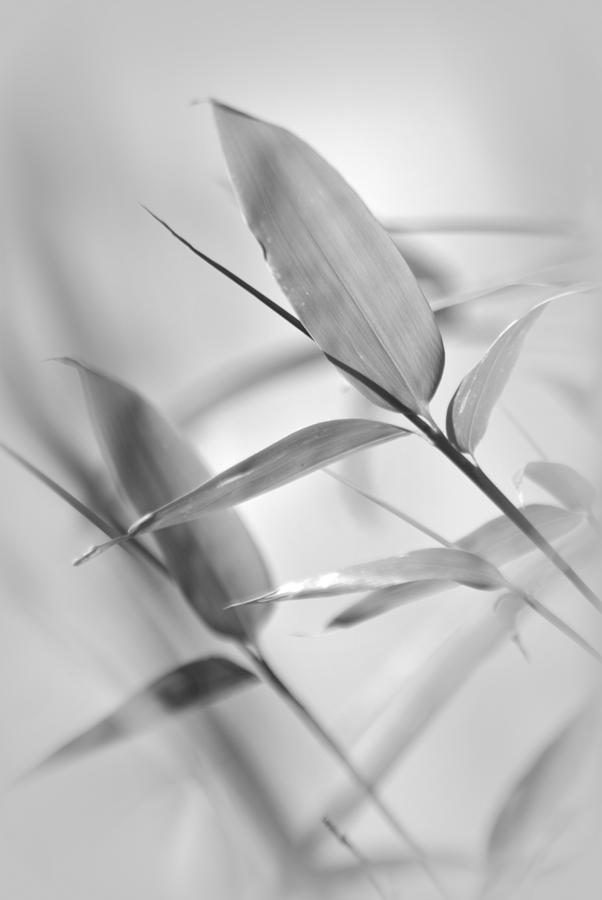 Black and White Bamboo Leaves Photograph by Nathan Abbott