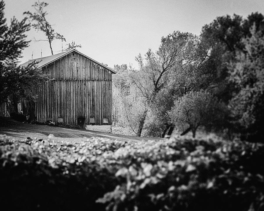 Black And White Photograph - Black and White Barn Landscape - In the Vineyard by Lisa R