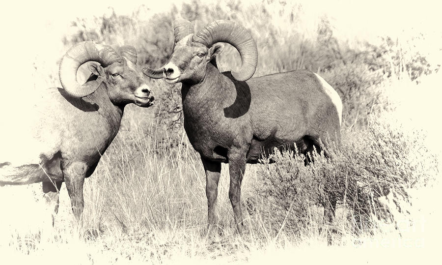 Black and White Big Horn Sheep Photograph by Wendy Elliott