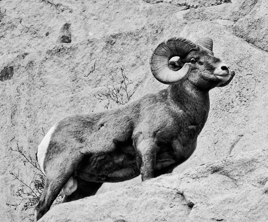 Sheep Photograph - Black and White Bighorn by Kevin Munro