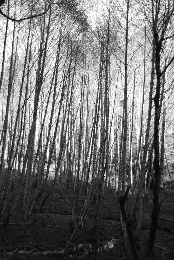 Black and White Birch Stand Photograph by Michael Merry