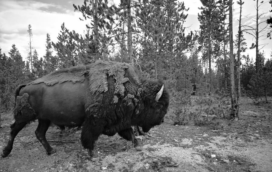 Black And White Bison In Yellowstone Photograph by Dan Sproul