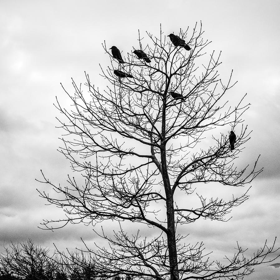 Black and White Blackbirds  Photograph by Roxy Hurtubise