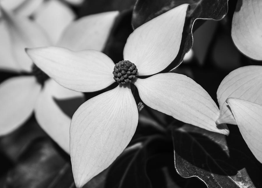 Black And White Blossom Photograph by Arlene Carmel