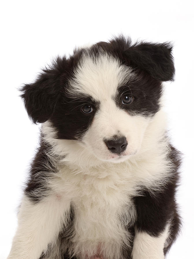 35+ Ideas For Border Collie Puppy Black And White