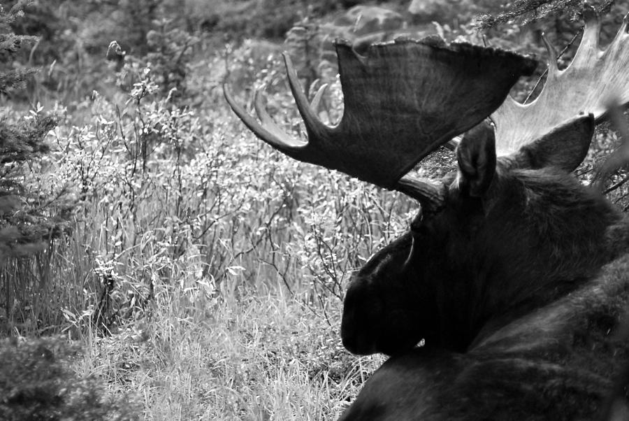 Black and White Bull Moose Photograph by Tracy Smith - Fine Art America