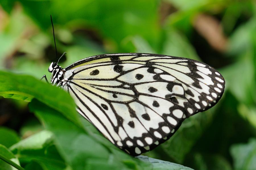 Black and White Butterfly Photograph by Jeremy Voisey