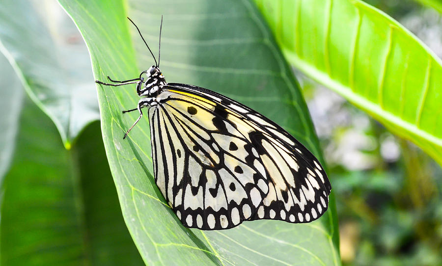 Black and White Butterfly on Green Leaf Photograph by Michael Moriarty Black and White Butterfly on Green Leaf Photograph by Michael Moriarty