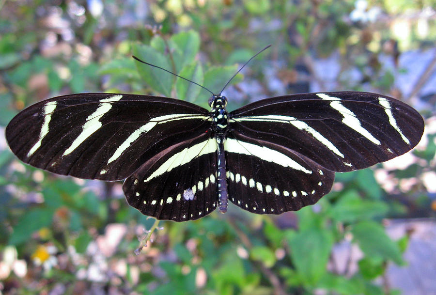 Black and White Butterfly Photograph by Patricia Januszkiewicz