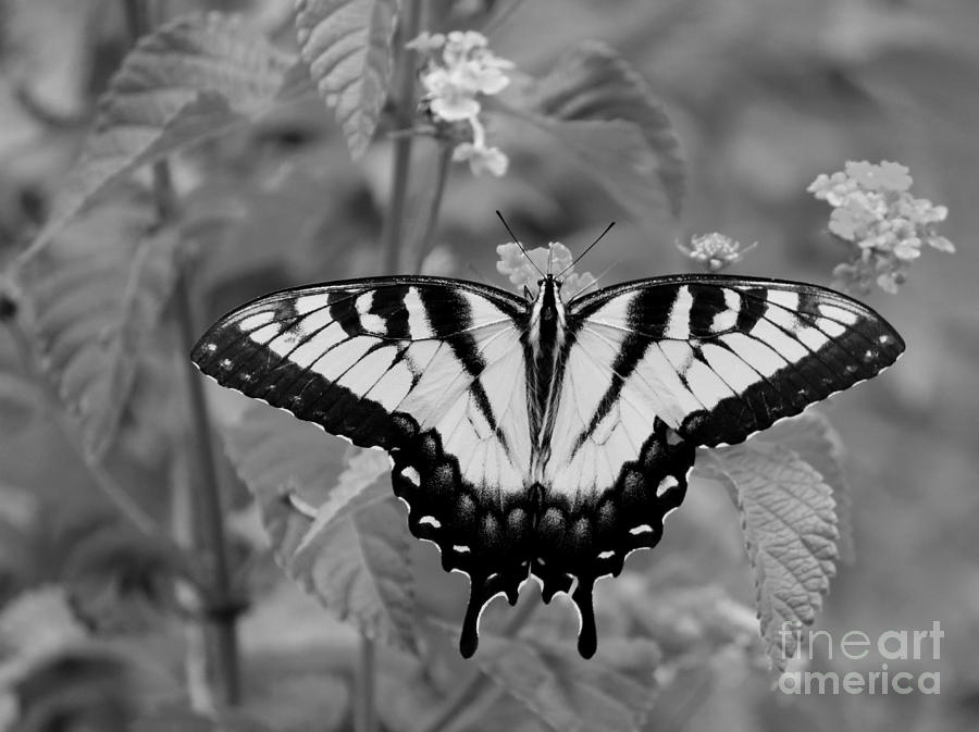 Butterfly Photograph - Black and White Butterfly Swallowtail Wing Expansion by Jackie Farnsworth