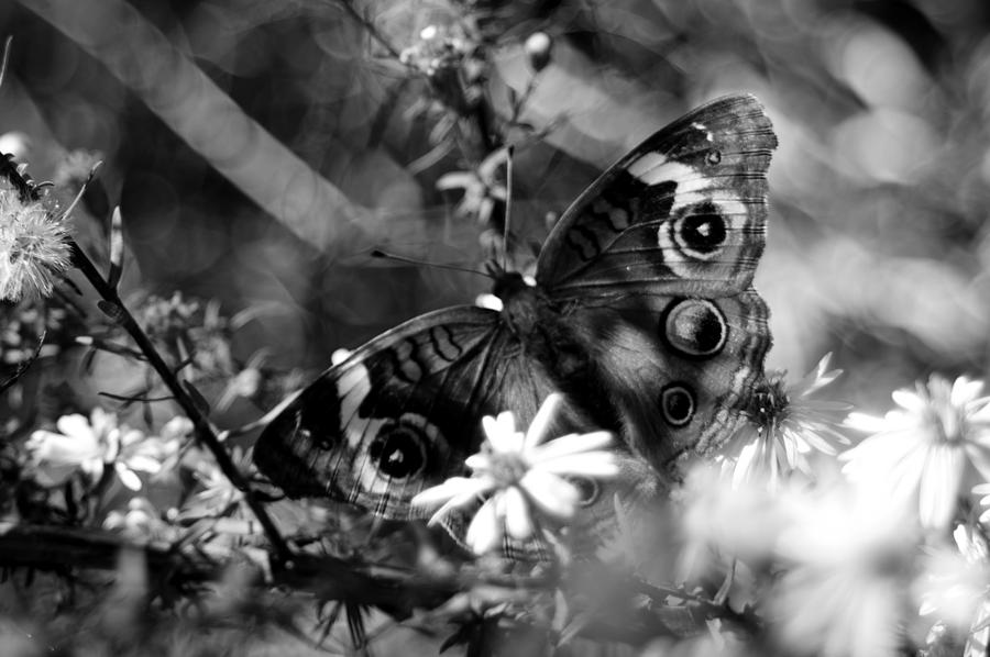 Butterfly Photograph - Black and White Butterfly Two by Joshua Ward