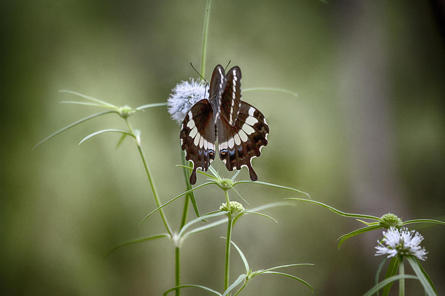 Black and White Butterfly V2 Photograph by Douglas Barnard