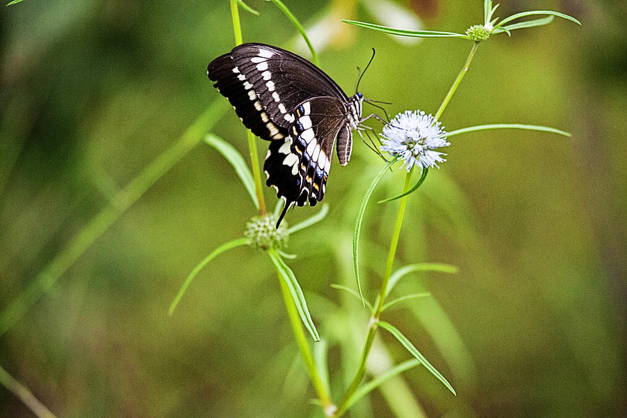 Butterfly Photograph - Black and White Butterfly V3 by Douglas Barnard