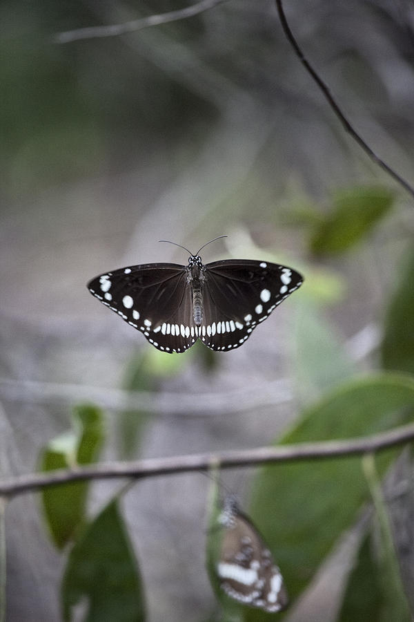 Black and White Butterfly V4 Photograph by Douglas Barnard
