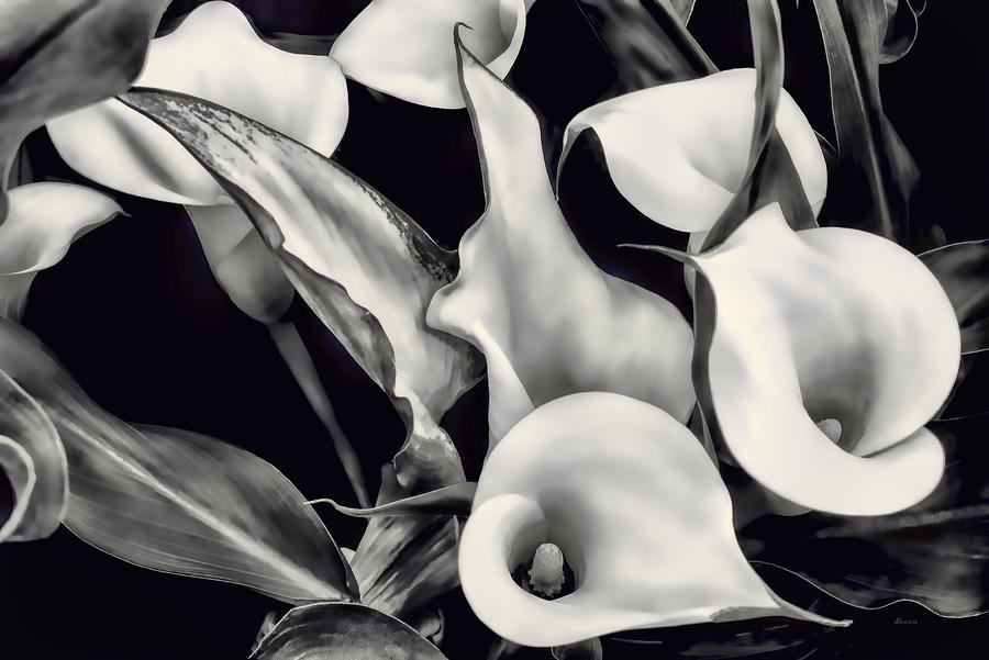 Black and White Calla Lilies Photograph by Donna Proctor