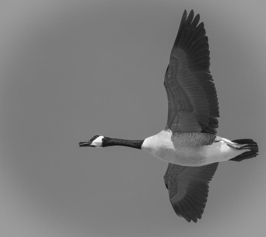 Black and White Canadian Goose  Photograph by Thomas Young