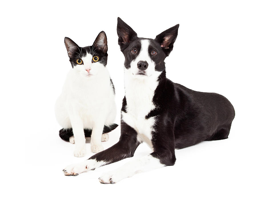 Black and White Cat and Dog Photograph by Good Focused