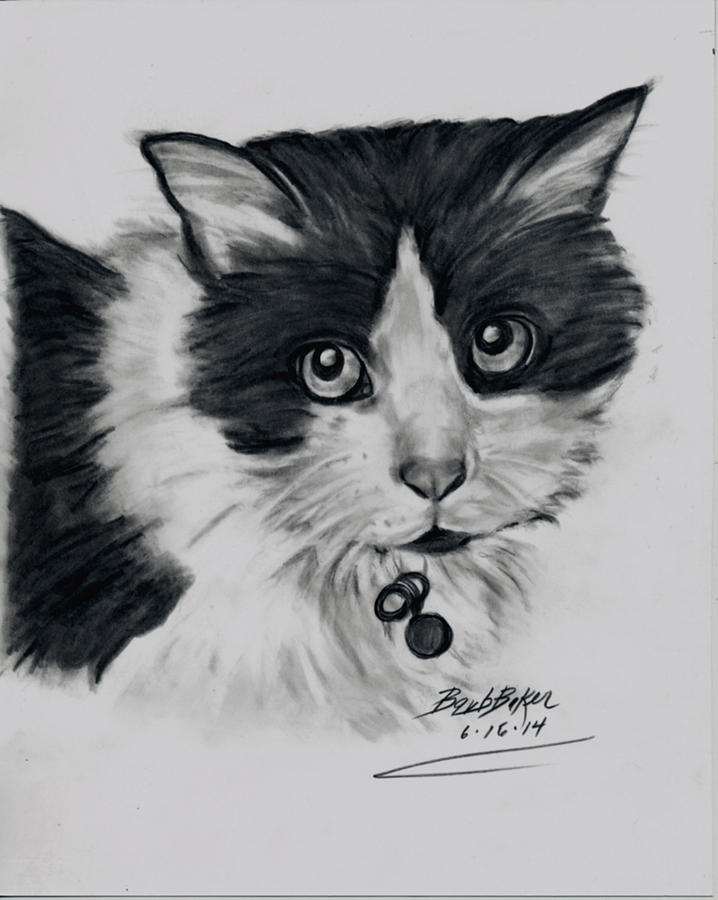 Black and White cat Drawing by Barb Baker Pixels
