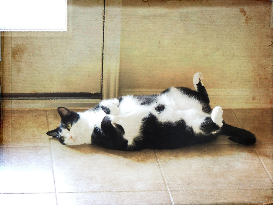 Black and White Cat Reclining Photograph by Jayne Wilson