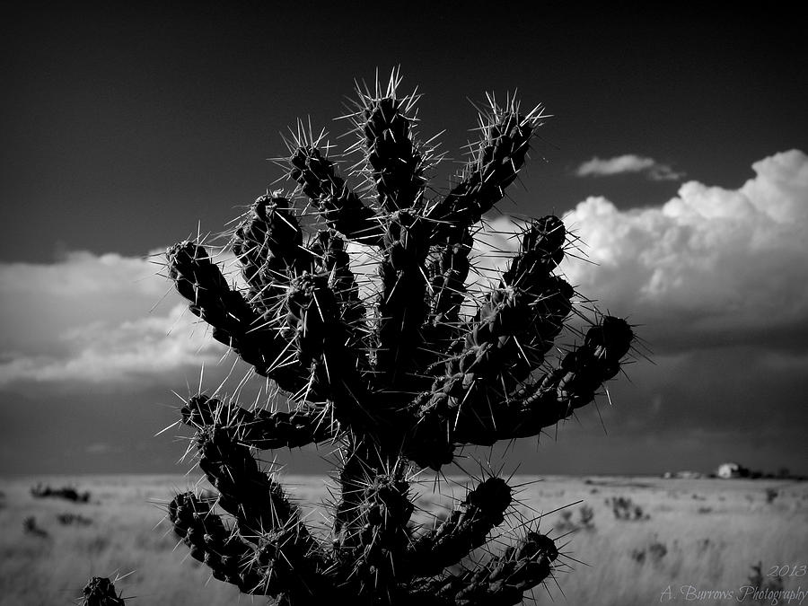 Black and White Cholla Storms Photograph by Aaron Burrows