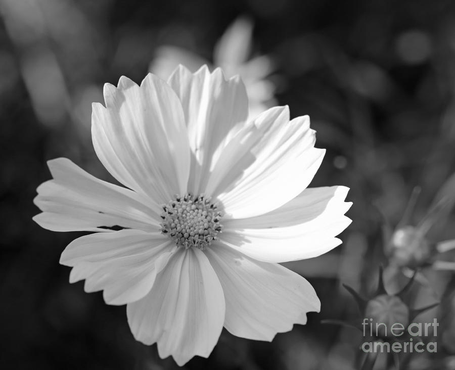 Black and White Cosmos Flower Photograph by Mary Haber