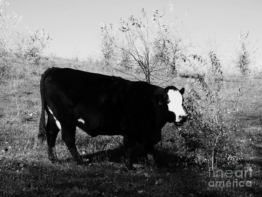 Black and White Cow  Photograph by J L Zarek
