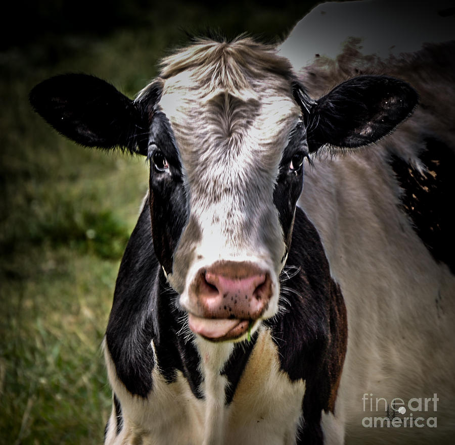 Black and White Cow Photograph by Ronald Grogan