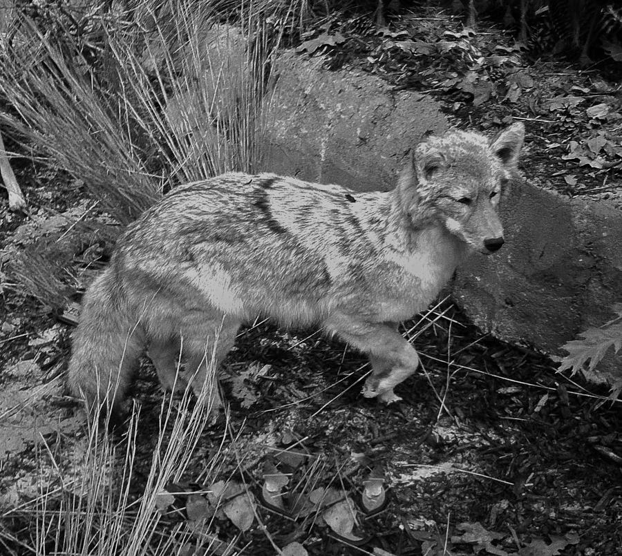 Black And White Coyote Photograph by Kathy Schlager