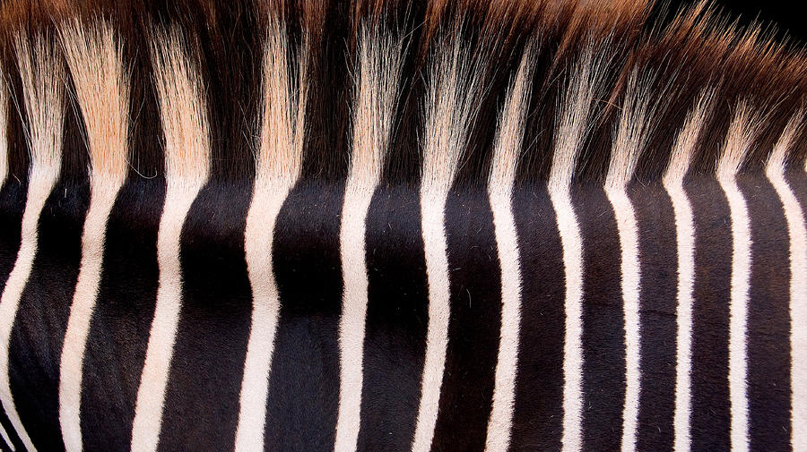 Black and White Crest of a Zebra Photograph by Weston Westmoreland