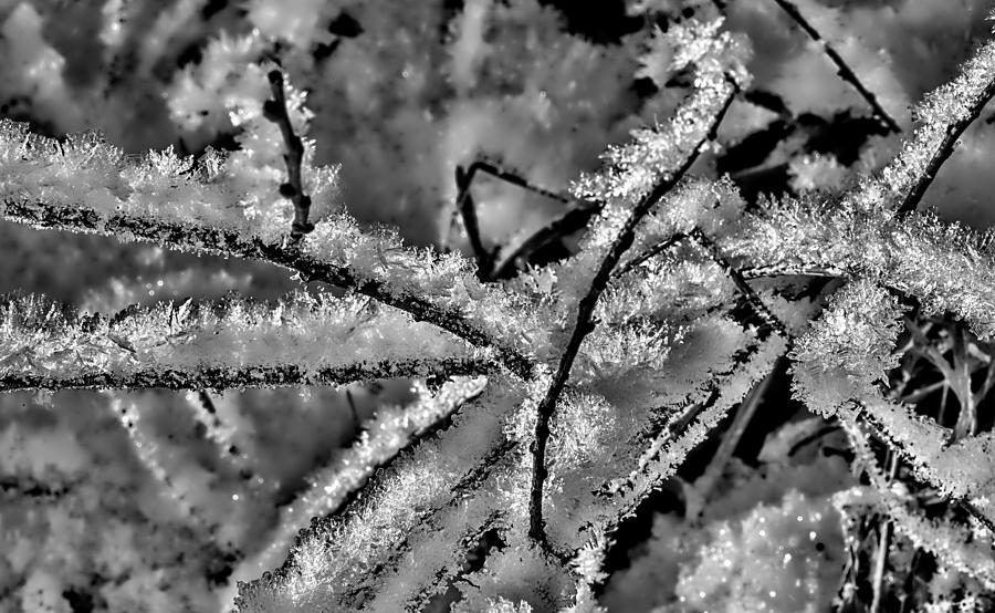 Black And White Photograph - Black and white Crystal growing on branches a cold day by Leif Sohlman