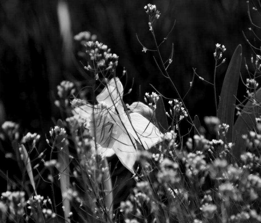 Black and White Daffodil Photograph by Tracy Winter