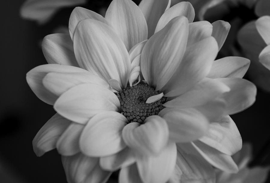 Black and White Dahlia Photograph by Arlene Carmel