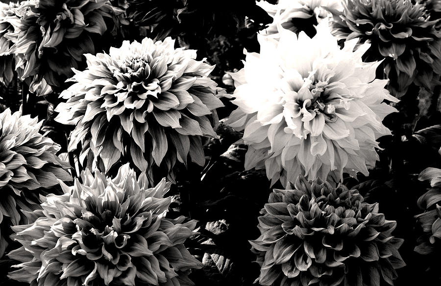 Black and white Dahlia bunch Photograph by Sumit Mehndiratta