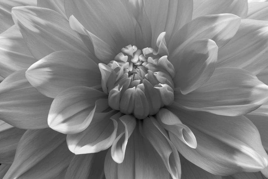 Black and White Dahlia Photograph by Clint Buhler