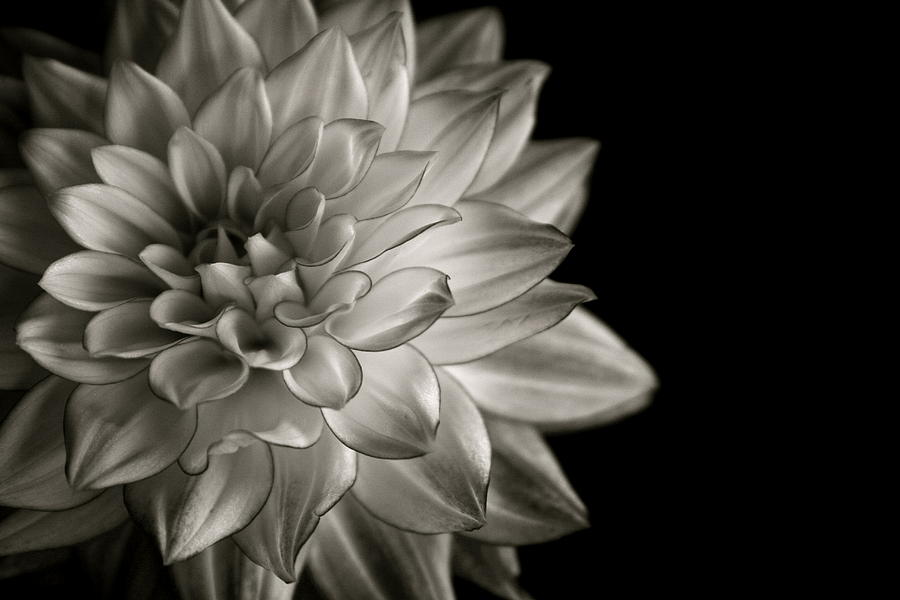 Black And White Dahlia Photograph
