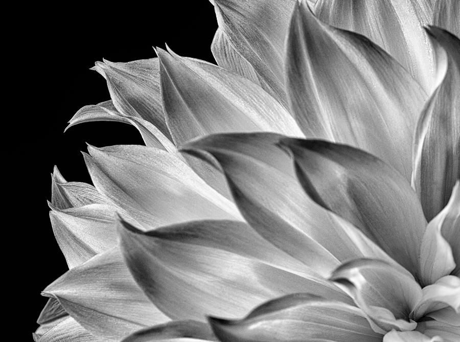 Black and White Dahlia Photograph by Georgette Grossman
