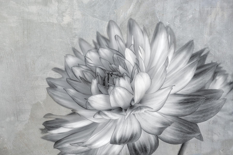 Flower Photograph - Black and White Dahlia by Kim Hojnacki