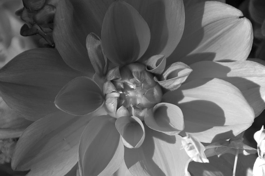 Black and White Dahlia Digital Art by Lynn Wakefield - Fine Art America