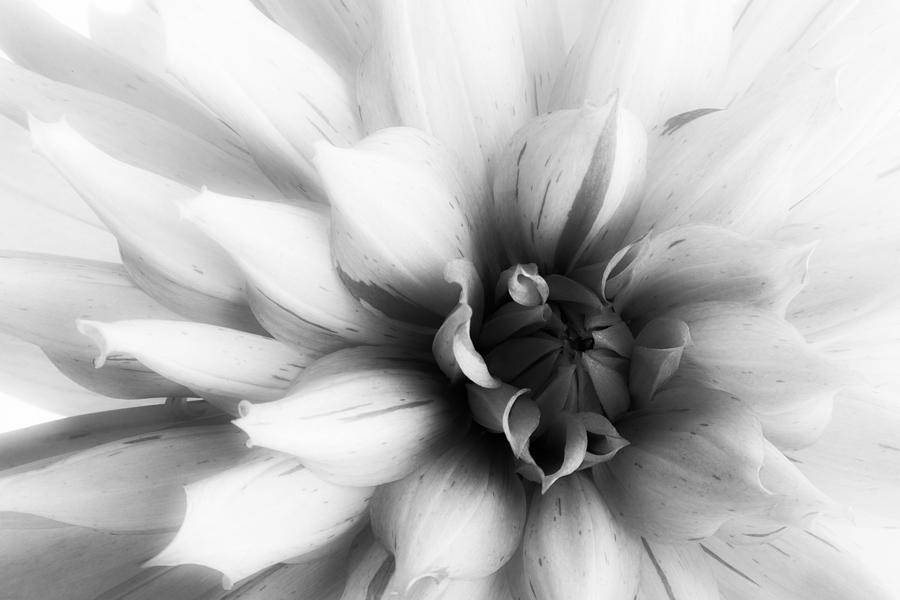 Black and White Dahlia Photograph by Vivacity Art - Fine Art America