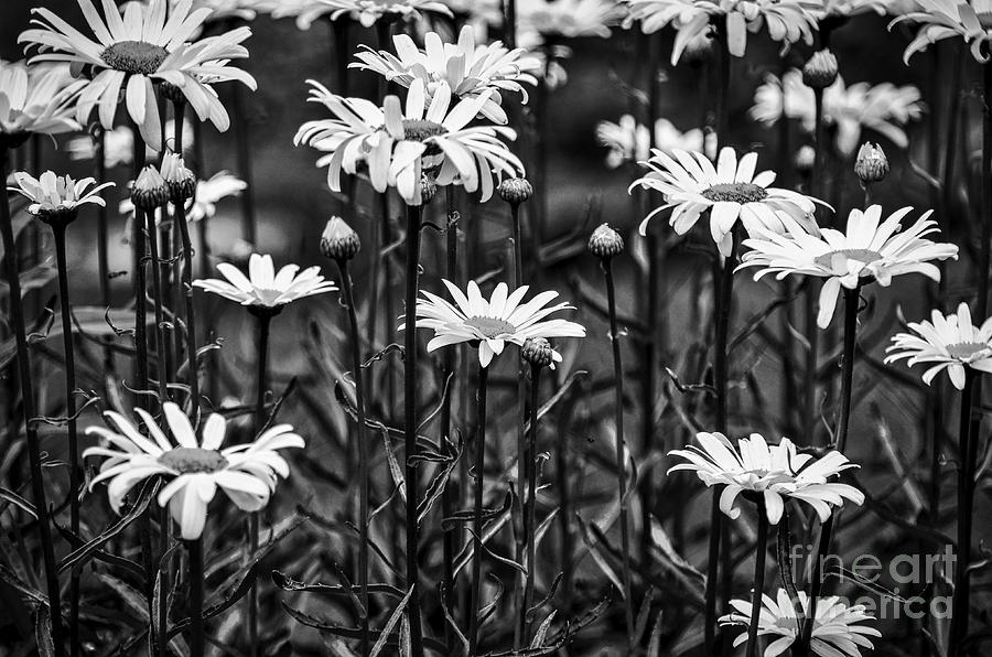 Black and White Daisies Photograph by Mary Carol Story