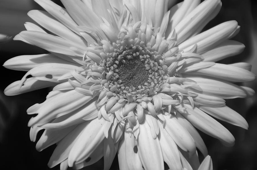 Black and White Daisy Photograph by Aimee L Maher ALM GALLERY