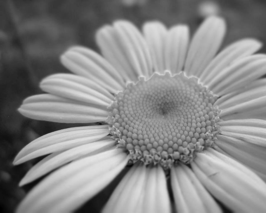 Black and White Daisy Photograph by Cynthia  Clark