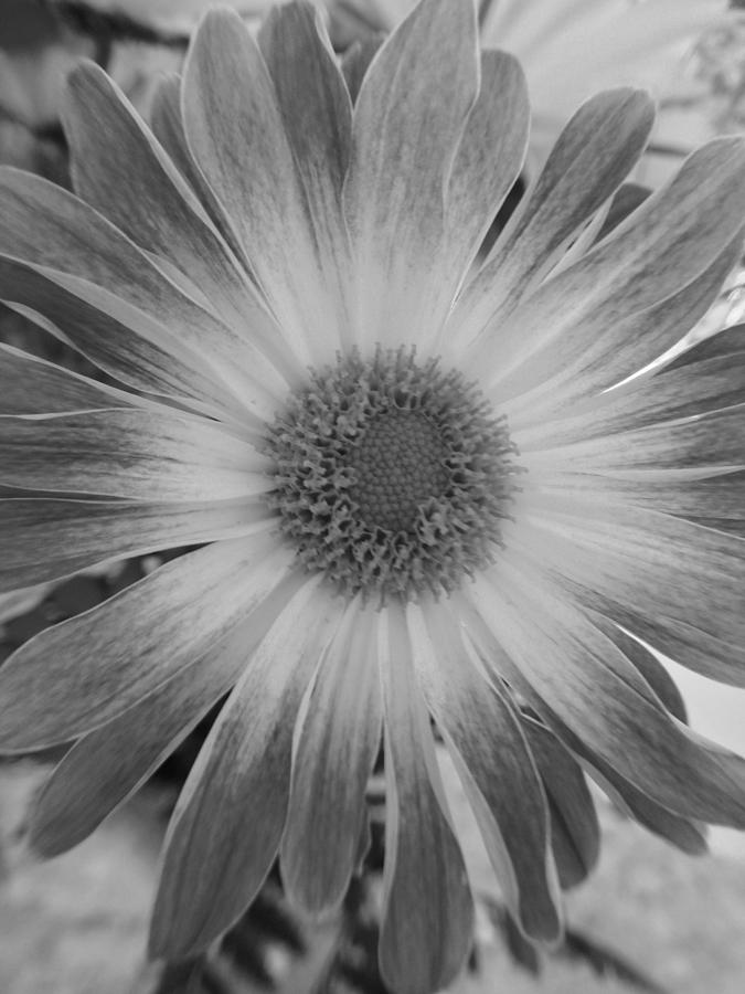 Black and White Daisy Photograph by Marian Lonzetta